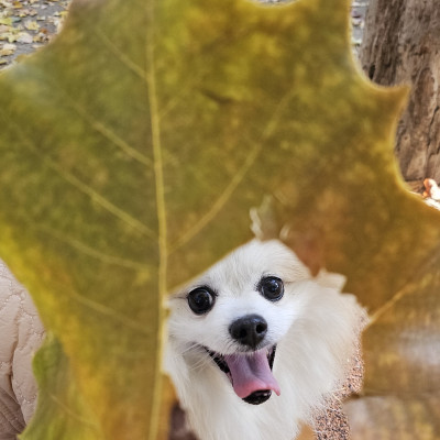 가을 남자, 두유