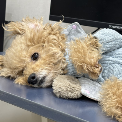 띠네 입양 확정 ♥