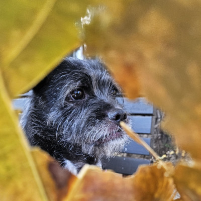 후추 가을 타나봐