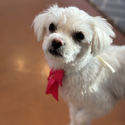 성장하고 있는 호빵이