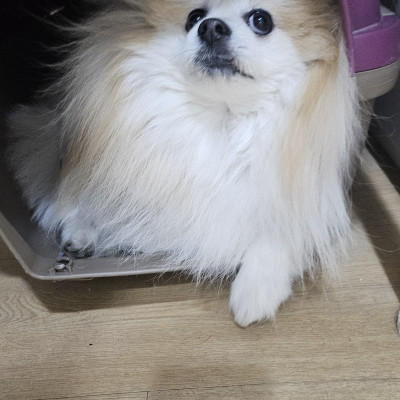 까까구조견 두유