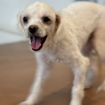 호빵이 소개 ♥