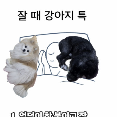 잘 때 강아지들 특징♥