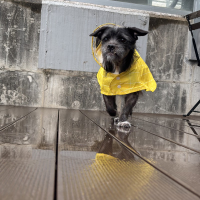 노란 우비 소년