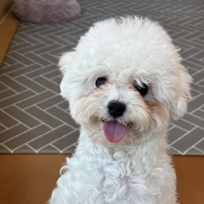 봄동이 입양 신청 가능 ♥